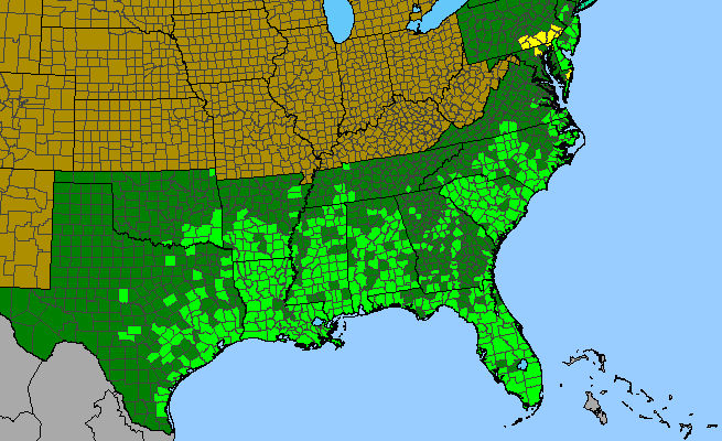 The range of Cirsium horridulum